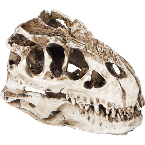 Dinosaurierschädel aus Kunstharz, Persönlichkeits-Tierskelett-Ornamente, Requisiten, Halloween-Kollektion, Basteldeko (1/5)