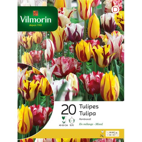 Vilmorin Tulipe Rembrandt en Mélange (x20) (1/3)