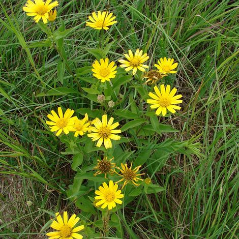 4 x Œil de bœuf jaune - Buphthalmum salicifolium  - godet 9x9 cm