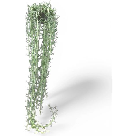 Gardenaria Senecio radicans - Pianta da interno ornamentale - Altezza: 80 cm ( vaso 14) (1/5)
