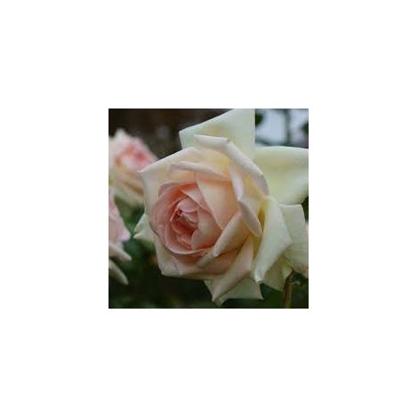 MEILLAND Rosa Prince Jardinier rifiorente profumata fiore grande elegante (1/5)