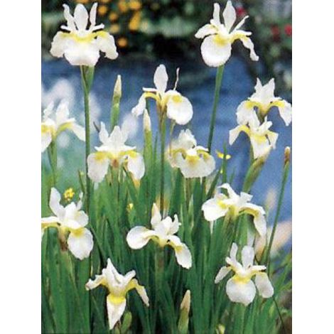 Iris de Sibérie 'Snow Queen' Godet de 8/9 cm (1/4)