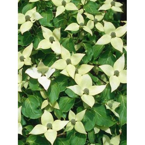 Cornouiller du Japon 'China Girl' Pot de 4L/5L (1/4)