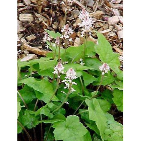 Tiarelle 'Tiger Stripe' Godet de 8/9 cm