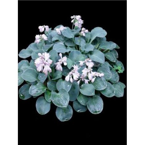 Hosta  'Blue Mouse Ears' Pot de 1,5L/2L (1/2)