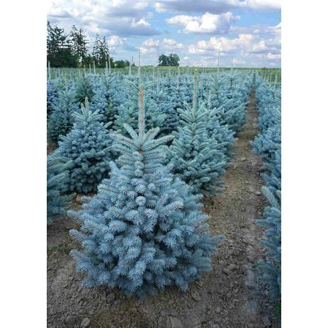 Abete blu pino argentato "Picea pungens Super Blue Seedling" albero di Natale pianta in vaso ø40 cm h. 120/150 cm