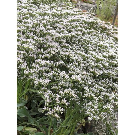 Statice collinum Godet de 8/9 cm (1/2)