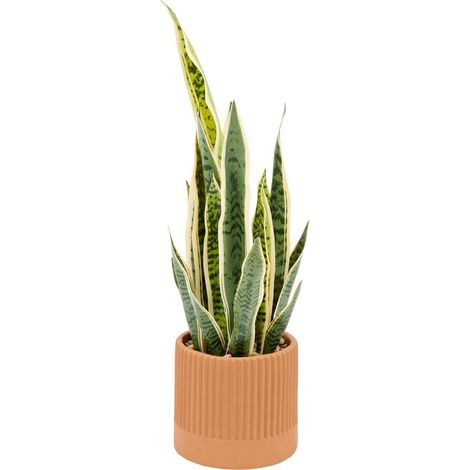 Sansevieria in vaso crmq nippo h78 - Atmosphera créateur d'intérieur (1/3)