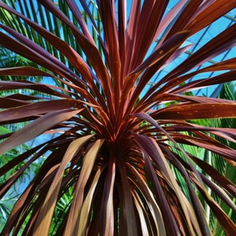 Pépinières Naudet – Cordyline Australis 'Purpurea' – Plante ornementale persistante – Hauteur moins d'un mètre – Couleur des feuilles pourpres
