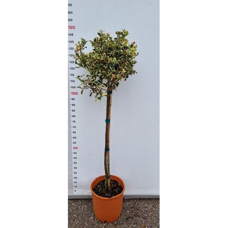 PIANTA DI ILEX AQUIFOLIUM VARIEGATUM IN VASO CLT 15 (foto reali) AGRIFOGLIO
