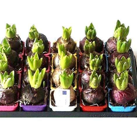 Pack de 20 Macetas con Bulbos de Jacinto. Hyacinthus Orientalis Variados
