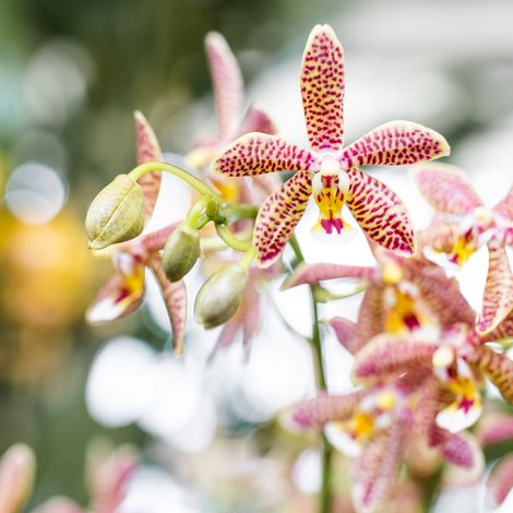 Orchidée Phalaenopsis Orange aux Motifs Uniques - Plante d'Intérieur - Pot de 9 cm - PANGIVO (1/5)
