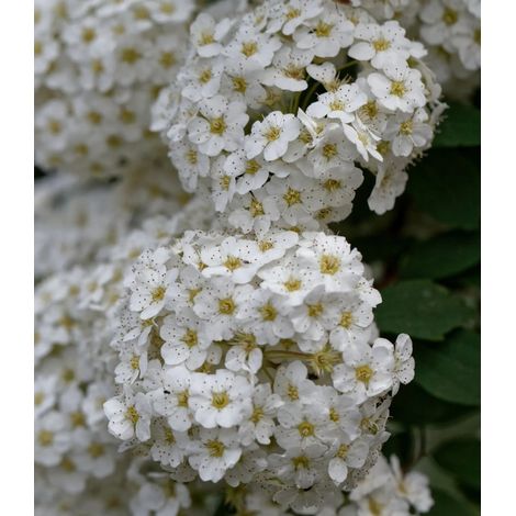 Gardenaria Spirea - Spiraea × vanhouttei - Arbusto ornamentale da giardino - Altezza: 50/70 cm (vaso19) (1/5)