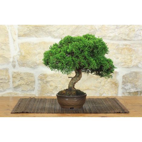 Bonsai di Ginepro Itoigawa (138) (1/5)