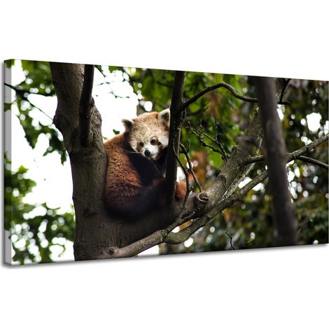 Leinwanddruck Tiere Roter Panda 120x60