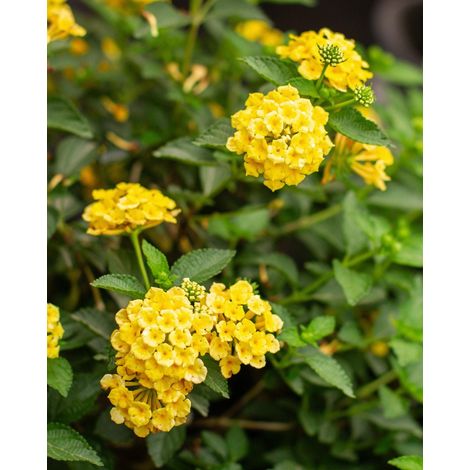 Lantana camara 3 cuttings yellow