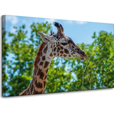 Leinwanddruck Tiere Giraffe 100x60 cm