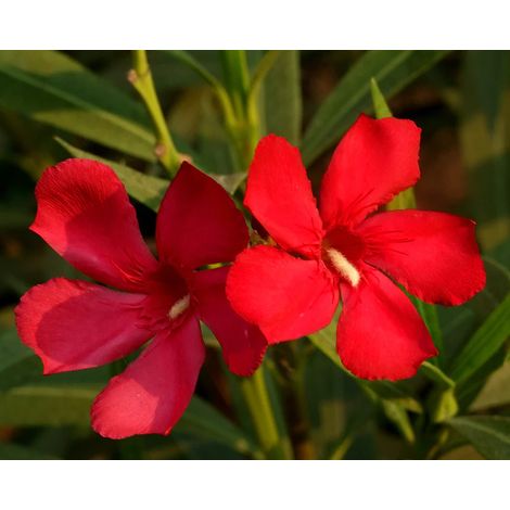 Oleandro a cespuglio "Nerium Oleander" pianta in mastello ø40 cm h. 150/200 cm - Rosso intenso