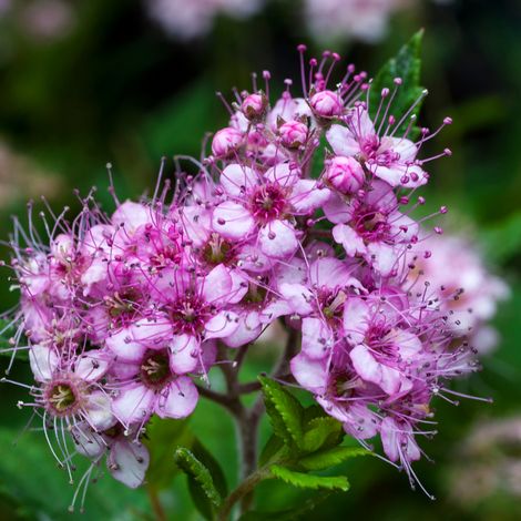 Spirée japonica little princess - Spiraea japonica little princess 20/30 cm Pot 3L (1/4)