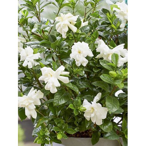 Gardénia, Jasmin du Cap 'Double Diamonds' Pot de 3L/4L