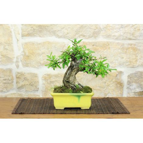 Bonsai di Melograno (154) (1/5)