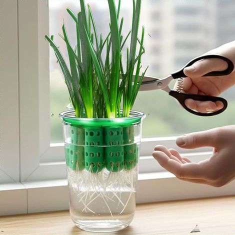 Culture hydroponique de plantes, outils de jardinage transparents pour semis, adaptés aux cuisines, salons et terrasses. (1/5)
