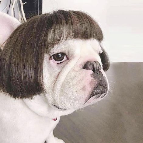 Perruque pour Chien, Déguisement Canin pour Fêtes et Cosplay, Accessoire Festif pour Animaux
