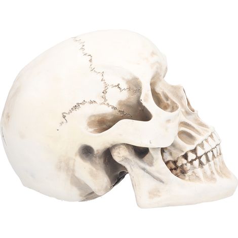 Crâne d'animal décoratif en résine, objet de décoration pour Halloween, idéal pour une fête à la maison. (1/5)