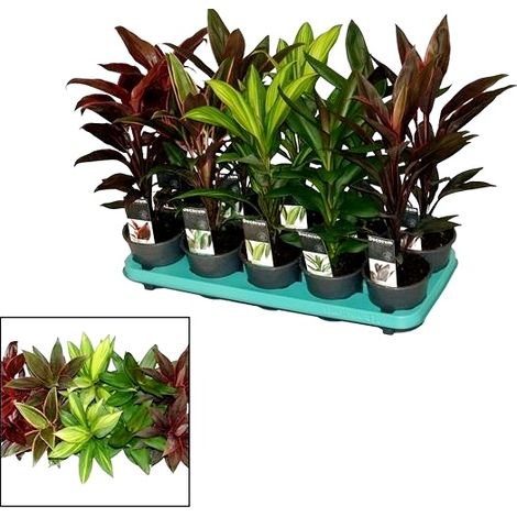 Pack de 10 Pantas Cordyline Variado. 35 - 40 Cm