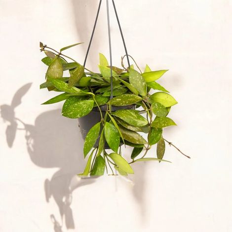 Gardenaria Hoya carnosa 'Gracilis' - Pianta da interno ornamentale - Altezza: 30 cm (vaso 14) (1/5)