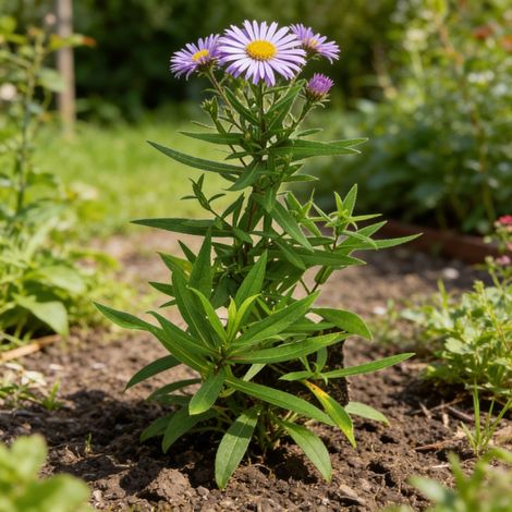Aster dumosus Professor Anton Kippenberg 20cm Godet 9cm - Aster (1/4)