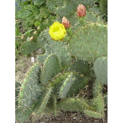 Cactus raquette 'Var. Rastrera' Pot de 4L/5L