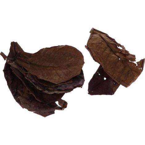 PACK 10 Feuilles D'Amandier Indien Feuille Bénéfique Pour Crevettes Betta Poissons Tropicaux (1/5)