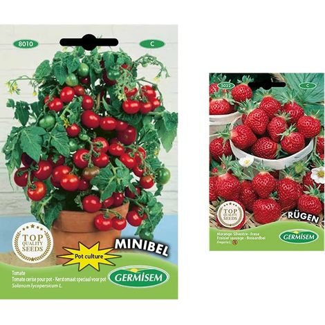 graines Tomate cerise pour pot MINIBEL (1/4)