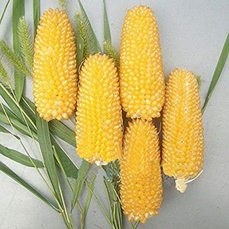 30 juicy, easy-to-germinate corn seeds that produce tender, sweet seedlings. Ideal for gardening and sowing flowers.
