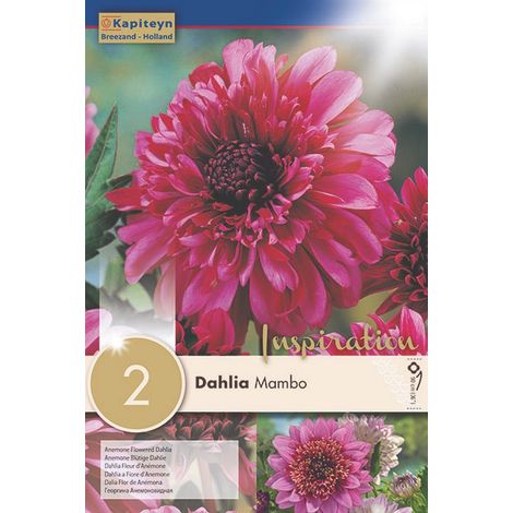 Dahlia Gpe à collerette 'Mambo' Bulbe calibre I