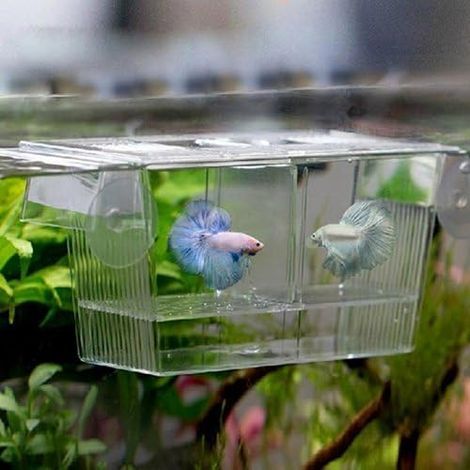 Transparent Acrylic Floating Breeding Box Incubator for Aquarium Fish (1/5)