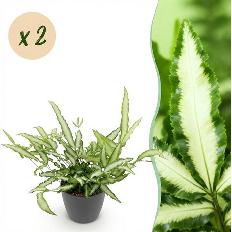 Lot de 2 Fougères Ruban Pteris cretica Albolineata - Plante d'intérieur Amie des Animaux - 20 cm - PANGIVO (1/5)