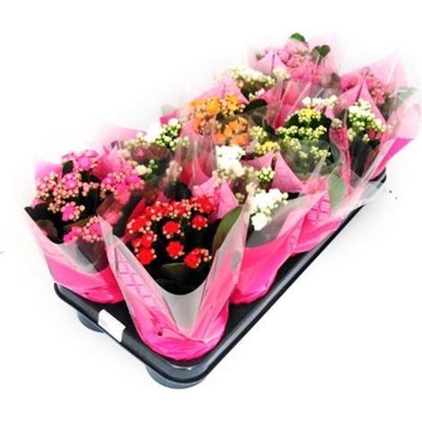 Pack de 10 Plantas Natural Kalanchoe Variados. en Maceta M11