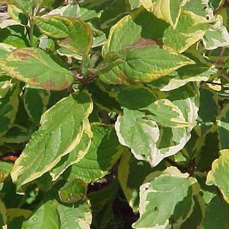 Cornouiller blanc  - Cornus alba 'Gouchaultii'  - 60-80 cm pot (1/4)