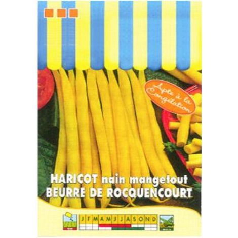 Haricot 'de Rocquencourt' le sachet de 250 graines (100g)