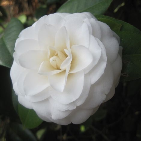 Camélia Blanc - Camellia japonica - 40-50 cm pot (1/5)