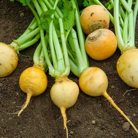 Navet Jaune Boule d'Or - Légumes d'Autrefois Vilmorin (1/2)