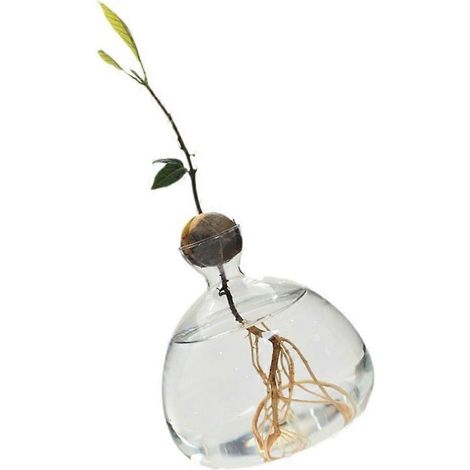 Vase en verre pour la culture d'un avocatier, contenant hydroponique pour plantes, décoration intérieure