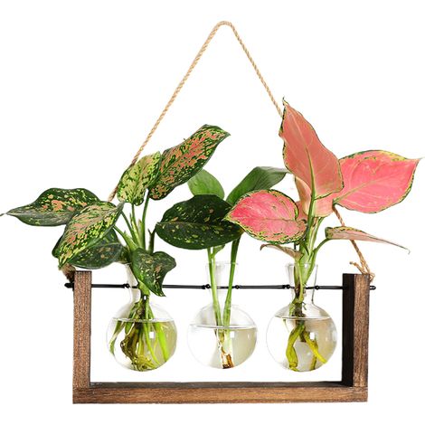 Vase hydroponique mural pour plante verte, cadre en bois, décoration pour salon et maison