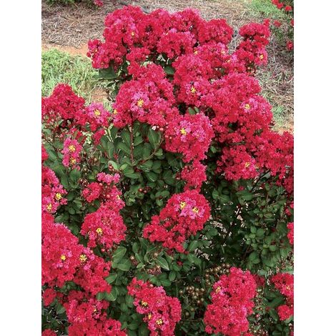 Lilas des Indes 'Enduring Red' Pot de 3L/4L (1/3)