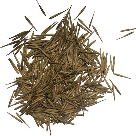 Lot de 100 graines de bambou vert pour jardin, semences à croissance décorative, plantes de jardin et aménagement extérieur, diamètre 2-4 cm (1/5)