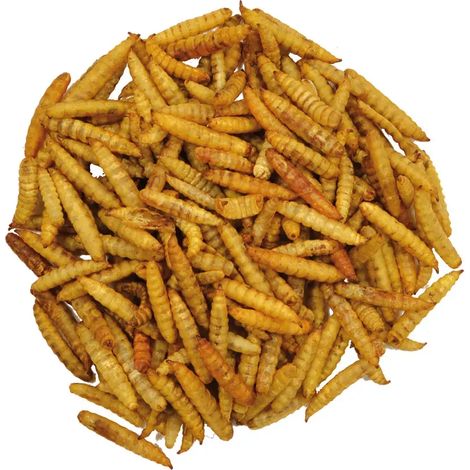 Alimentation volailles Larves soufflées 1 Litre Hermetia Illucens