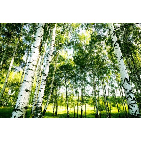 Papier peint panoramique 3D forêt estival | Tapisserie panoramique verte avec arbre & rayon du soleil | Papier peint panoramique cuisine - 384 X 260 cm (8 pièces) (1/2)