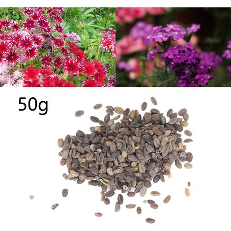 Graines de phlox 50 g, Amaranthus rubra, Begonia 'Golden Mountain', Graines d'hortensia bleu, couleurs éclatantes, signification de bon augure (1/5)